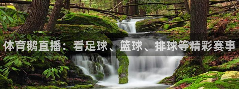 柠檬直播足球：体育鹅直播：看足球、篮球、排球等精彩赛事